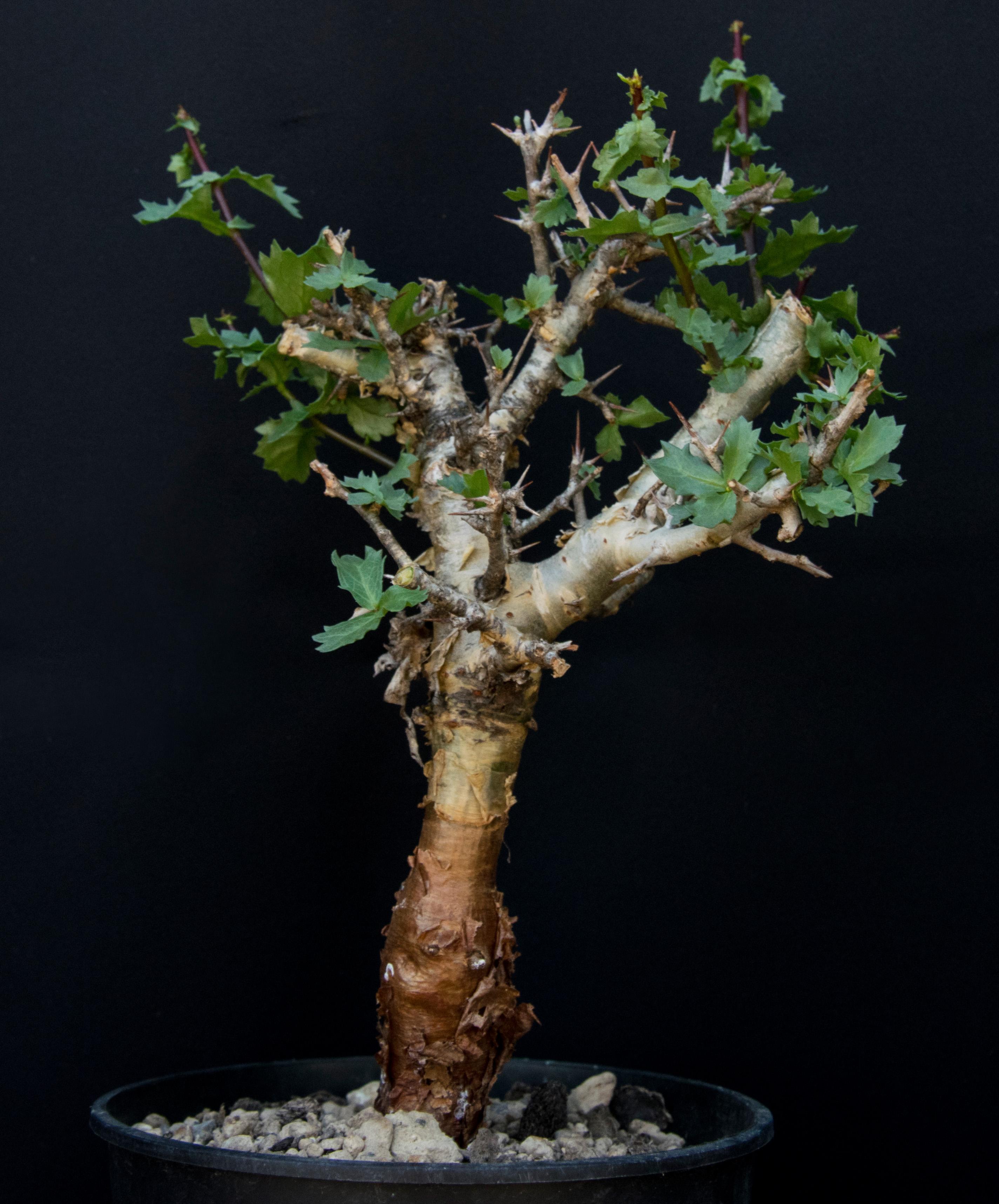 Commiphora Myrrha